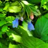 Blue-Flowers